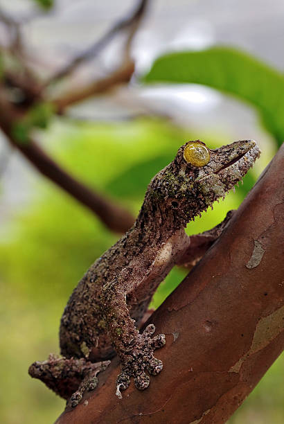 Gecko On Tree 140+ Mossy Leaf Tailed Gecko Stock Photos, Pictures & Royalty-Free ...