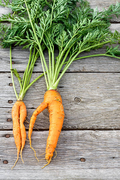 istock Ugly baby carrot on barn wood 524174008