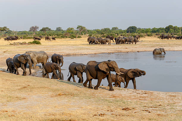 istock several heard of African elephants at waterhole 524174397