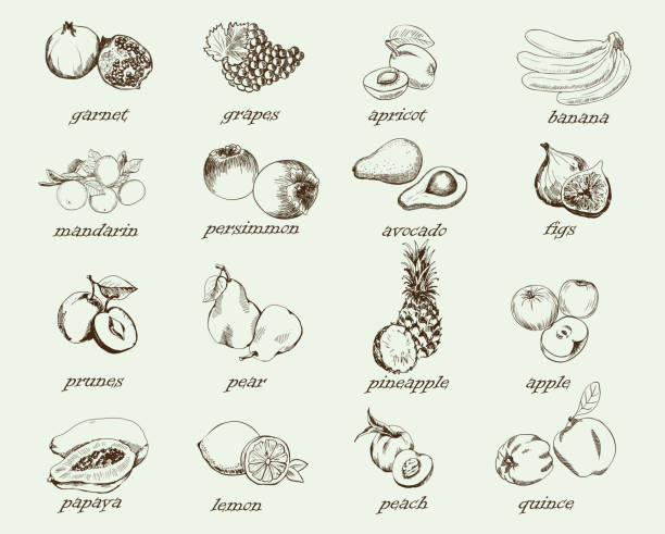 ilustrações de stock, clip art, desenhos animados e ícones de conjunto de frutos - dried apple