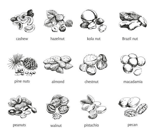 illustrations, cliparts, dessins animés et icônes de 12 sortes de fruits - nut spice peanut almond