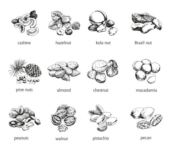 dwanaście rodzaje orzechów - orzech włoski orzech stock illustrations