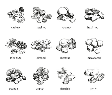 twelve kinds of nuts. vector sketches. handmade