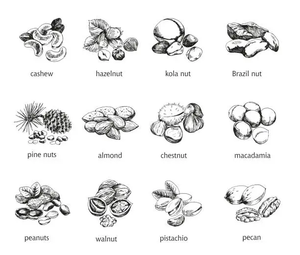 Vector illustration of twelve kinds of nuts