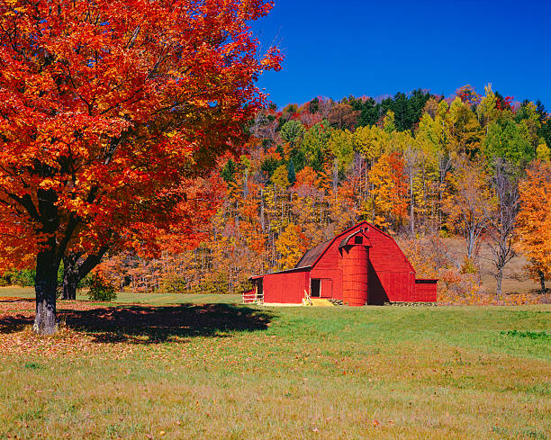 istock Vermont autumn with barn and maple tree,New England 524175183