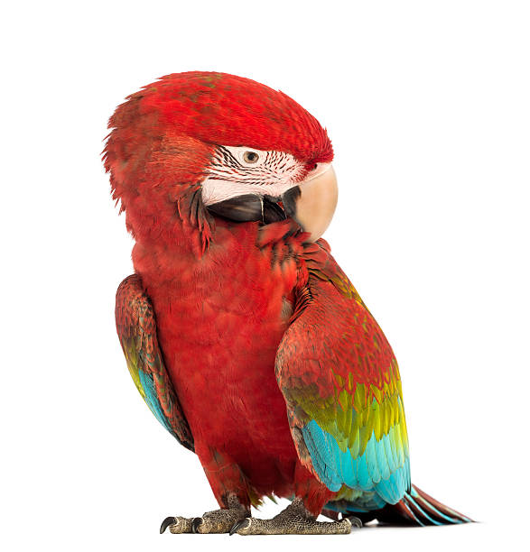istock Green-winged Macaw, Ara chloropterus, 1 year old, scratching itself 524175300