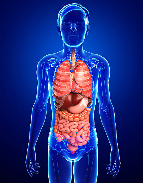 istock Digestive system of male body 524175369