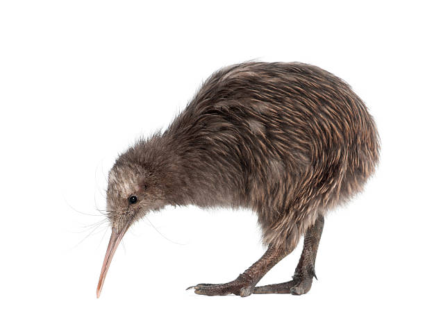 istock North Island Brown Kiwi, Apteryx mantelli, 5 months old, standing 524175376