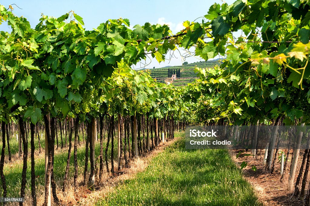Landscape in Lessinia (Veneto, Italy) Landscape in Lessinia (Verona, Veneto, Italy): vineyards in a sunny summer day Verona - Italy Stock Photo