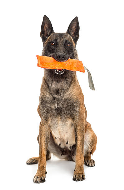 istock Belgian Shepherd sitting and holding orange toy in its mouth 524175514