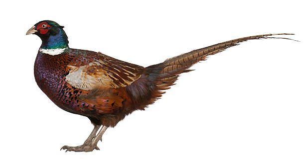 istock Male European Common Pheasant, a bird in the pheasant, standing 524175664