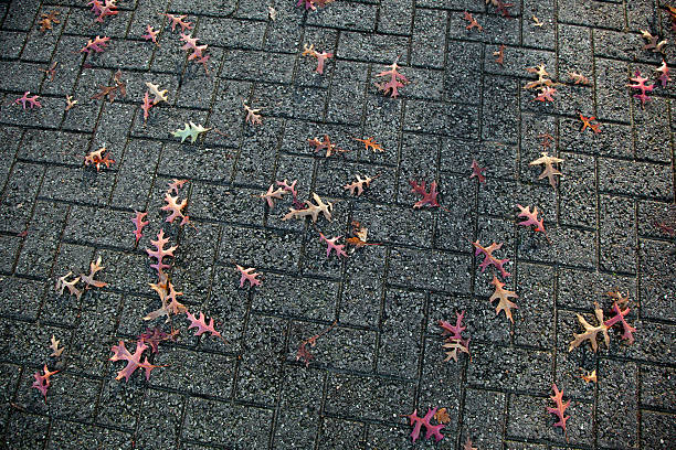 istock oak leaves fallen on street stones 524175793
