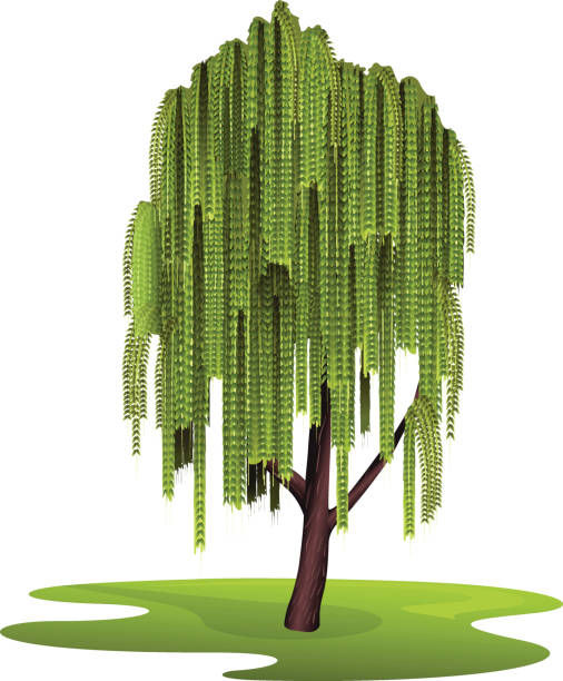 ilustraciones, imágenes clip art, dibujos animados e iconos de stock de árbol sauce llorón - willow leaf weeping willow willow tree tree