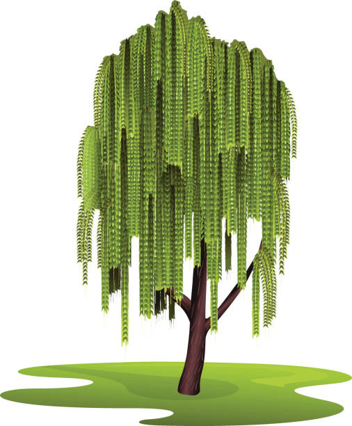 дерево ива вавилонская - willow tree weeping willow tree isolated stock illustrations