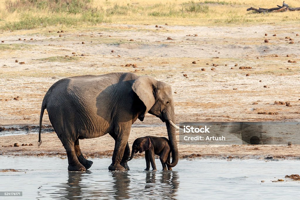 African elephants with baby elephant drinking at waterhole African elephants with baby elephant drinking at waterhole Hwange national park, Matabeleland, North Zimbabwe. True wildlife photography Africa Stock Photo