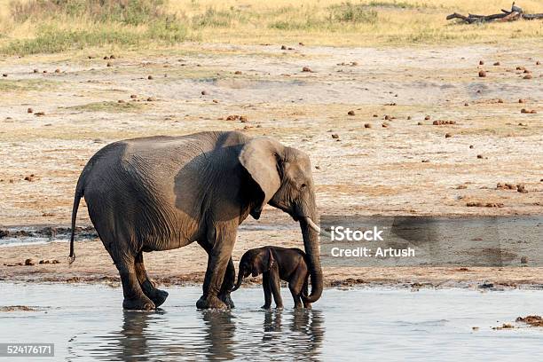 African Elephants With Baby Elephant Drinking At Waterhole Stock Photo - Download Image Now