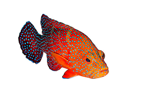 istock Peacock Grouper Orange with Blue Spots on White Background. 524176197