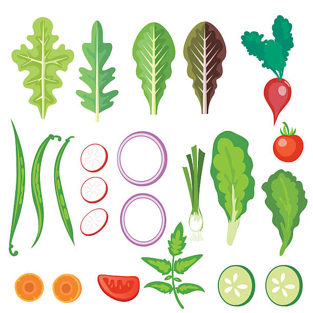 Bright Salad Vegetables Make your own salad set. Vegetables Assortment. There are  greens, radishes, lettuces, carrots and more. green leaf lettuce stock illustrations