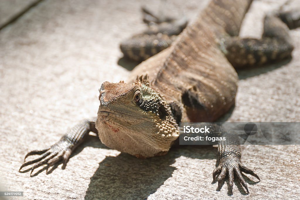 Lizard Sunbatching Sunbathing Lizard Stock Photo - Download Image Now - Australia, Biggest ...