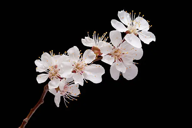 Apricot blossom on black background early spring. The shot was made using studio strobe.
