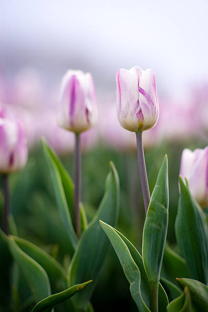 Tulip stock photo