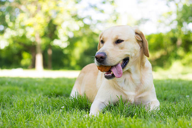 istock Dog holding ball in mouth 524177746