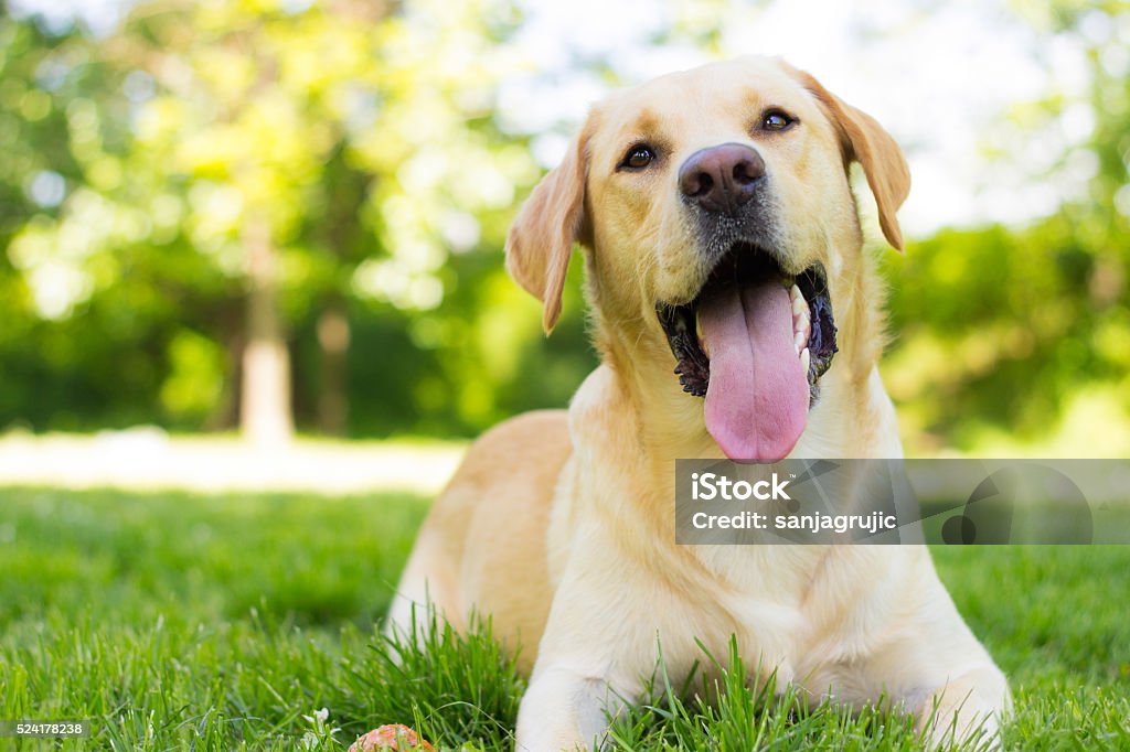 Dog with a friendly smile Beautiful labrador retriever dog in the park, sunny day Labrador Retriever Stock Photo