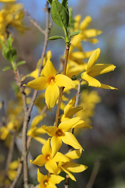 istock Yellow blooming forsythia bush 524178958