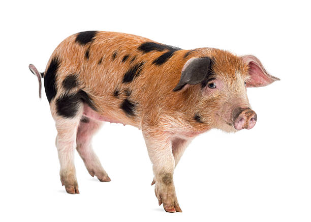 istock Oxford Sandy and Black piglet, 9 weeks old, looking away 524179536