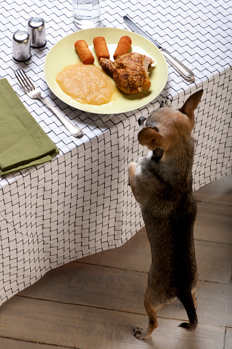 Chihuahua on hind legs looking at leftover food on plate at dinner table