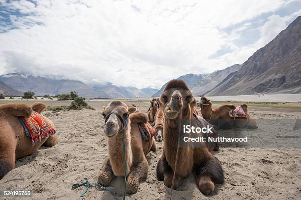 Camels In The Desert Stock Photo - Download Image Now - Africa, Arabia, Arid Climate