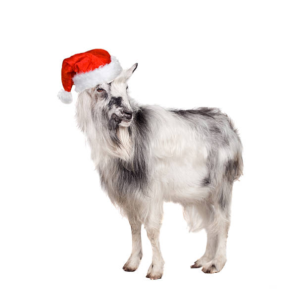 istock Portrait Of Goat in christmas hat On White 524195927
