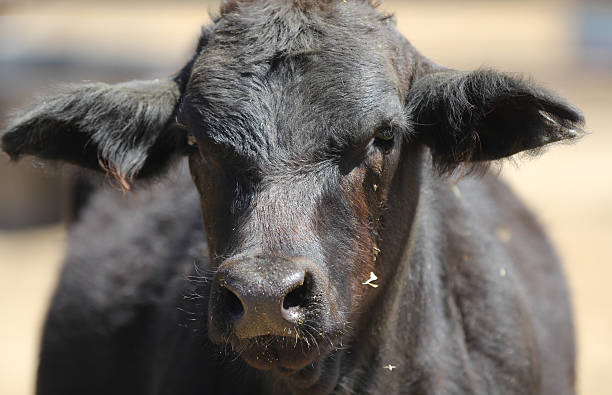 istock Close up portrait of a black cow. 524196297
