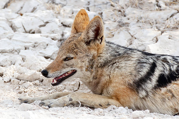 istock black-backed jackal (Canis mesomelas) lying in Etosha park 524196767