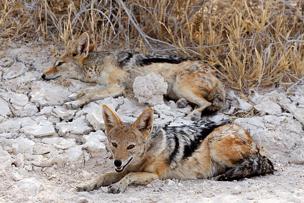 istock two black-backed jackal (Canis mesomelas) lying in Etosha park 524196773