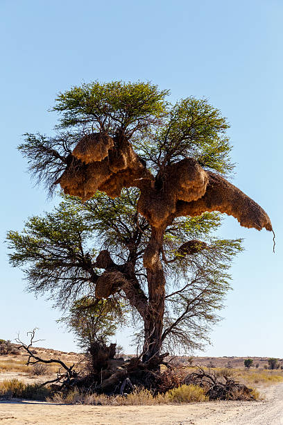 istock African masked weaver big nest on tree 524196787