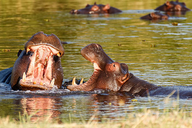 istock Two fighting young male hippopotamus Hippopotamus 524196795