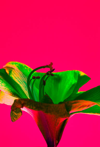 istock Green flower close up on a red pink background 524197709