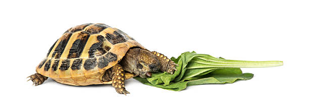 istock Hermann's tortoise eating salad, isolated on white 524198615