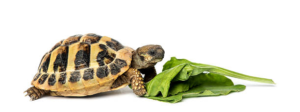 istock Hermann's tortoise eating salad, isolated on white 524198617