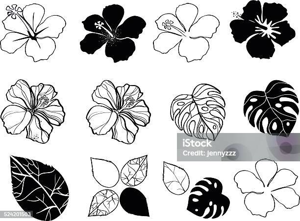 Black And White Flowers Of Hibiscus Stock Illustration - Download Image Now - Black And White, Creativity, Curled Up