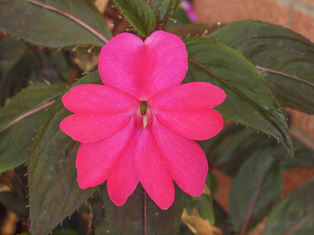 istock Impatiens New Guinea flower 524228575