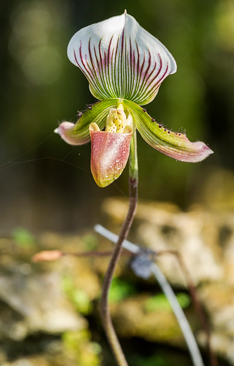 Close up of lady slipper orchid standing in flower garden