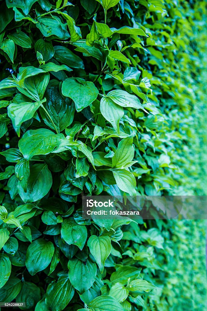 Garden, Spring, Flowers, Flora Agricultural Field Stock Photo