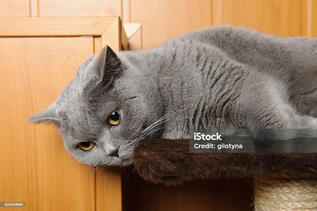 British shorthair cat lying on scratcher Animal Stock Photo