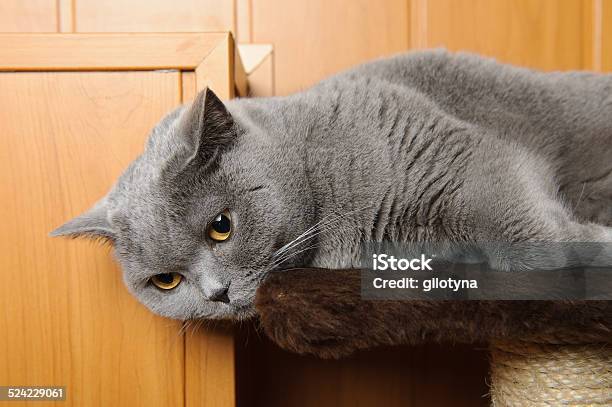 British Shorthair Cat Lying On Scratcher Stock Photo - Download Image Now - Animal, Animal Hair, Animal Whisker