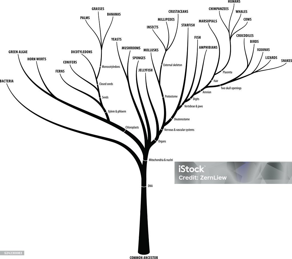 Evolution Tree Stock Illustration - Download Image Now - Family Tree ...