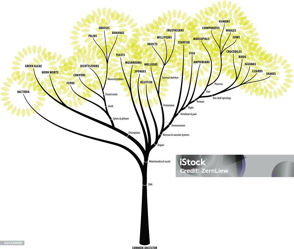 Evolution Tree Stock Illustration - Download Image Now - Family Tree ...