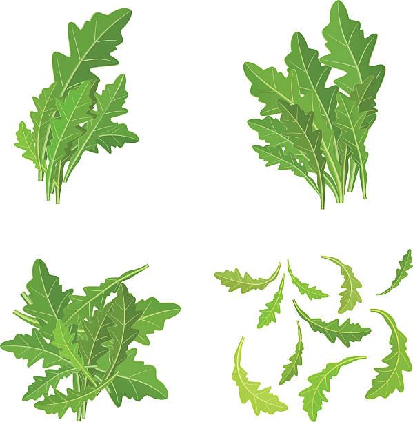 ilustraciones, imágenes clip art, dibujos animados e iconos de stock de racimo conjunto aislado con hierbas frescas roqueta - arugula salad plant leaf