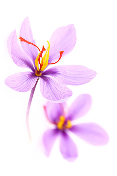 istock Close up of saffron flowers isolated on white background 524231123